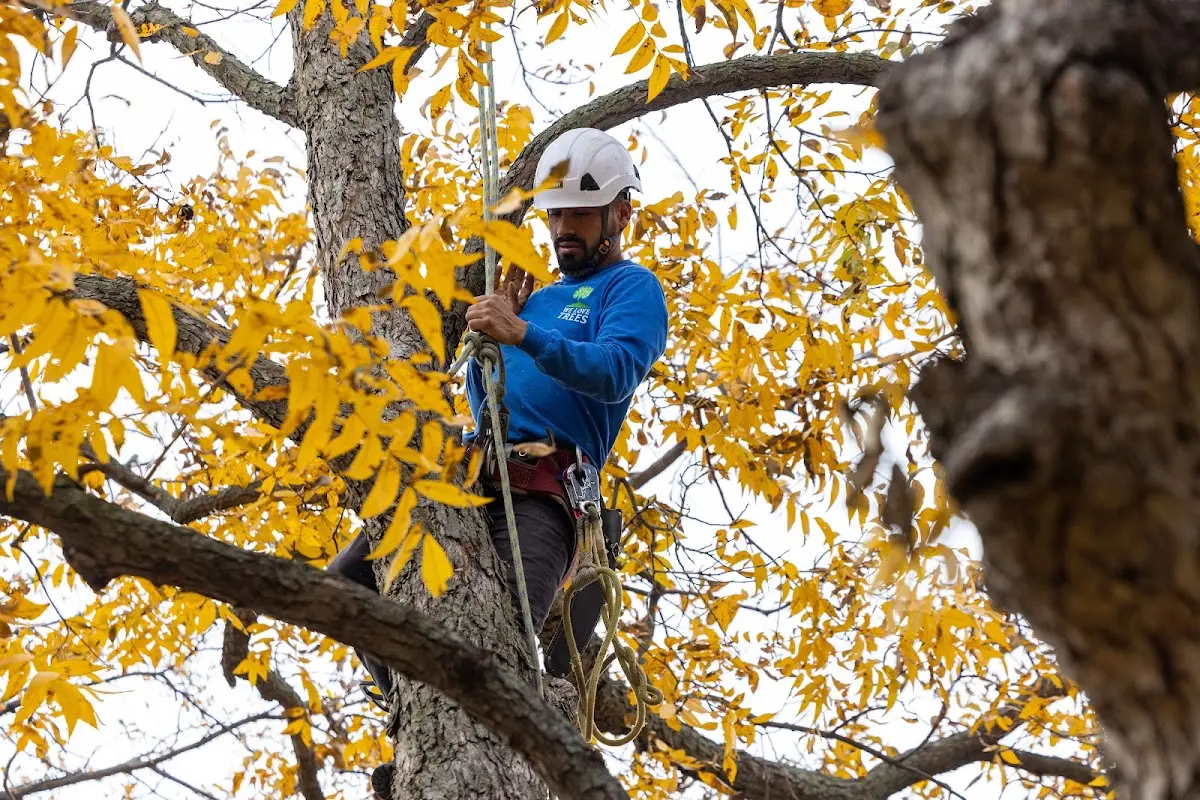 Skilled Storm Damage Cleanup crew working in Wamego